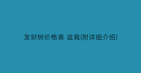 发财树价格表 盆栽(附详细介绍)